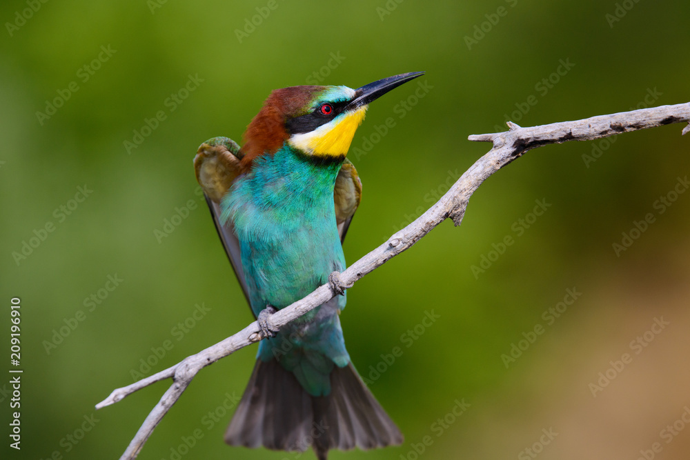 Golden bee-eater sitting on a branch Golden bee-eater sitting on a branch