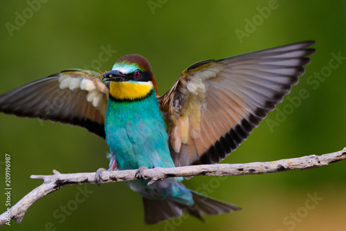 European bee-Eaters, Merops apiaster sits and brags on the good thread, has some insect in its beak during the mating season, the male feeds the female