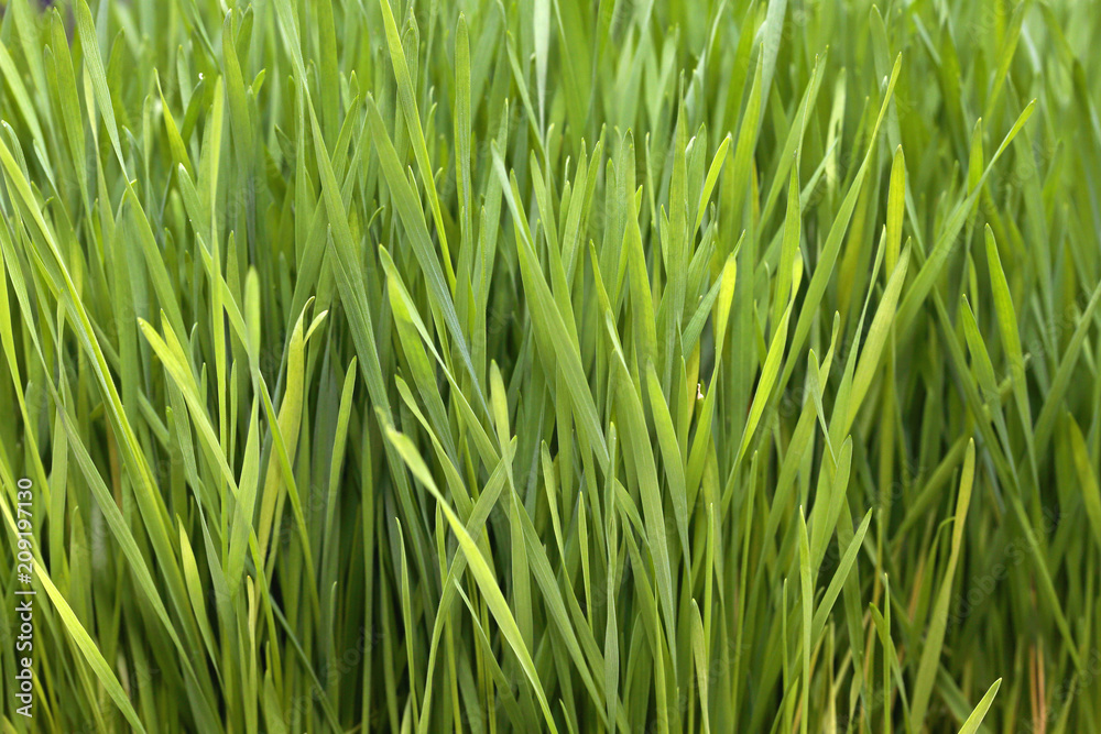 Wheat Grass Green Wheat Grass Green
