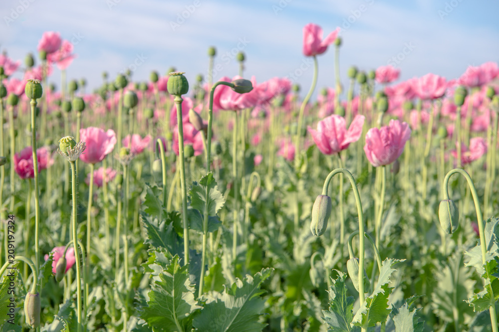 Blooming stages of the poppy Stock Photo | Adobe Stock