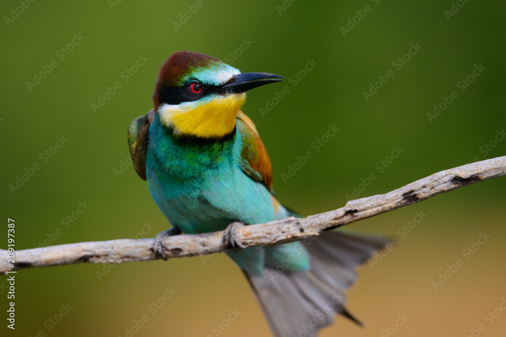 Golden bee-eater sitting on a branch