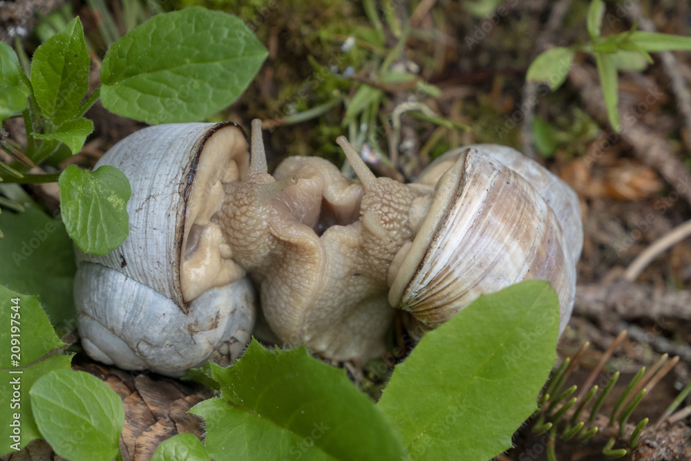 Weinbergschnecken bei der Paarung Weinbergschnecken bei der Paarung