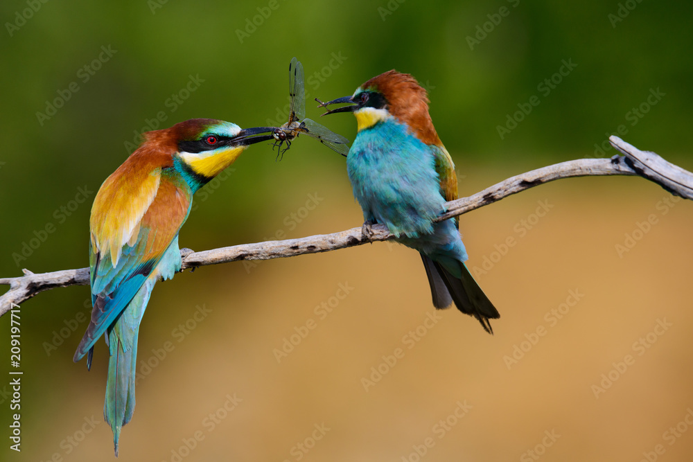 Fototapeta premium European bee-Eaters, Merops apiaster sits and brags on the good thread, has some insect in its beak during the mating season, the male feeds the female