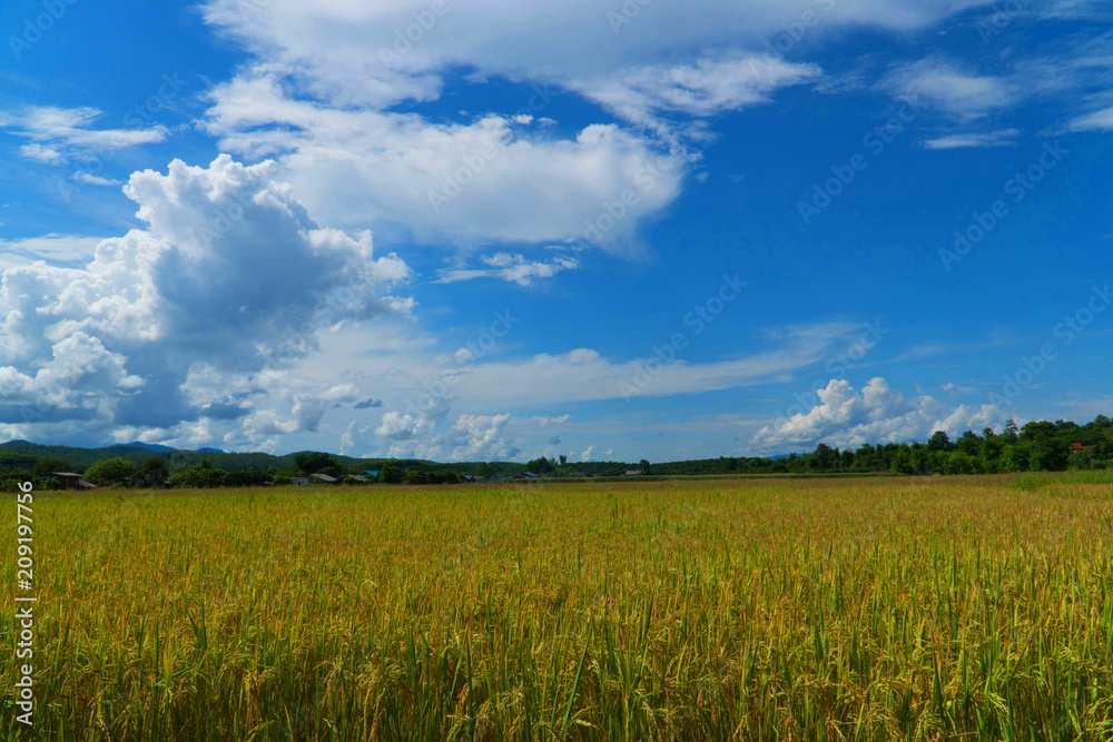 Rice field under blue sky. Field and sky with white clouds. Beauty nature background.