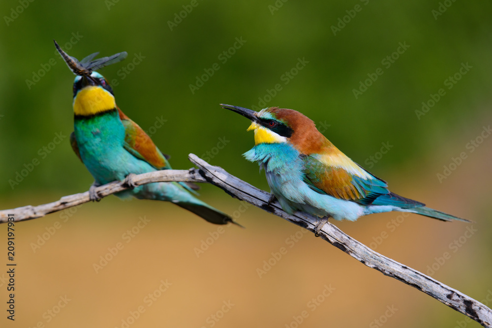 Obraz premium European bee-Eaters, Merops apiaster sits and brags on the good thread, has some insect in its beak during the mating season, the male feeds the female