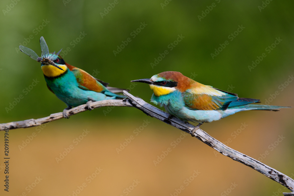 European bee-Eaters, Merops apiaster sits and brags on the good thread, has some insect in its beak during the mating season, the male feeds the female European bee-Eaters, Merops apiaster sits and brags on the good thread, has some insect in its beak during the mating season, the male feeds the female