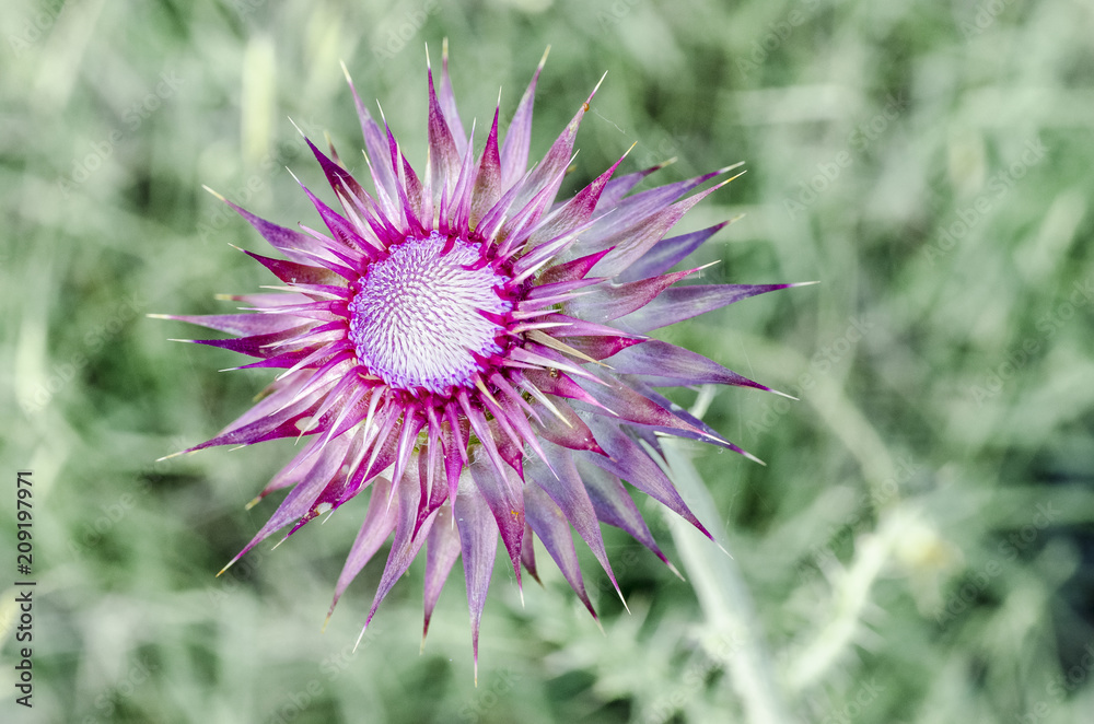 Silybum marianum, thistle, vegetable, herb Silybum marianum, thistle, vegetable, herb