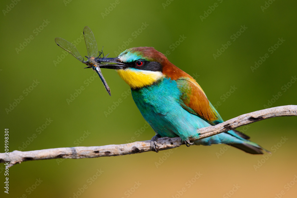 Obraz premium European bee-Eaters, Merops apiaster sits and brags on the good thread, has some insect in its beak during the mating season, the male feeds the female