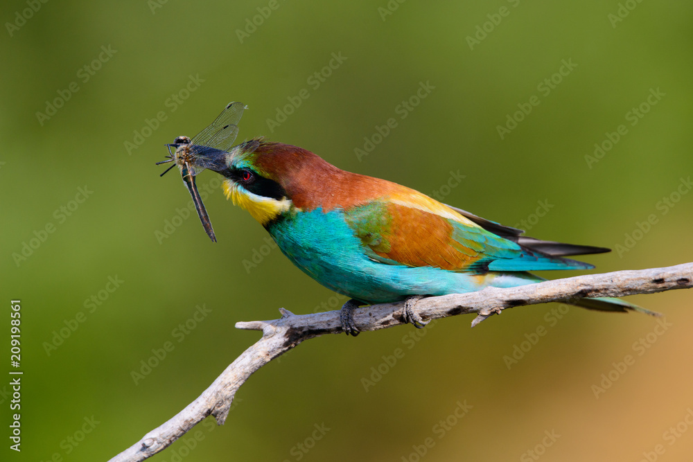 Fototapeta premium European bee-Eaters, Merops apiaster sits and brags on the good thread, has some insect in its beak during the mating season, the male feeds the female