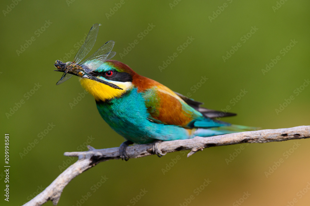 Fototapeta premium European bee-Eaters, Merops apiaster sits and brags on the good thread, has some insect in its beak during the mating season, the male feeds the female