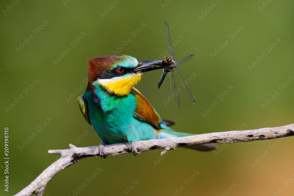 Obraz premium European bee-Eaters, Merops apiaster sits and brags on the good thread, has some insect in its beak during the mating season, the male feeds the female