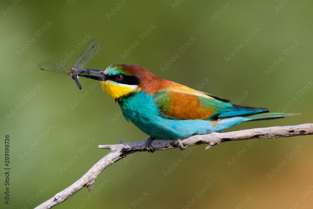 Obraz premium European bee-Eaters, Merops apiaster sits and brags on the good thread, has some insect in its beak during the mating season, the male feeds the female