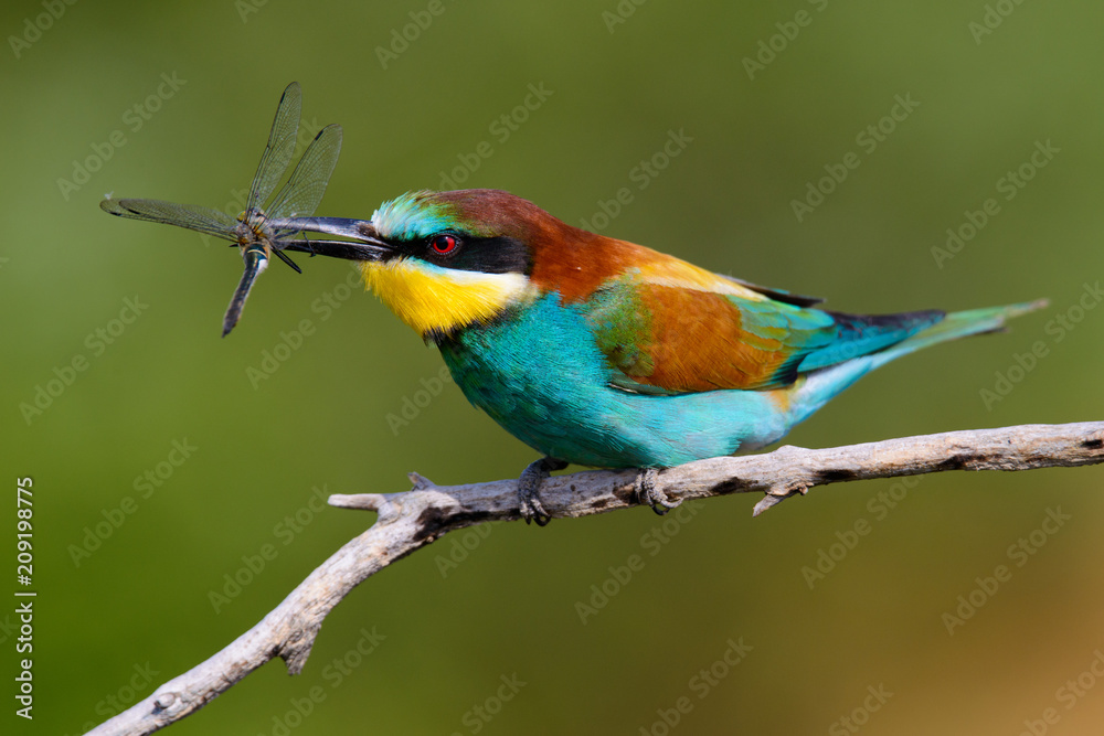 Obraz premium European bee-Eaters, Merops apiaster sits and brags on the good thread, has some insect in its beak during the mating season, the male feeds the female