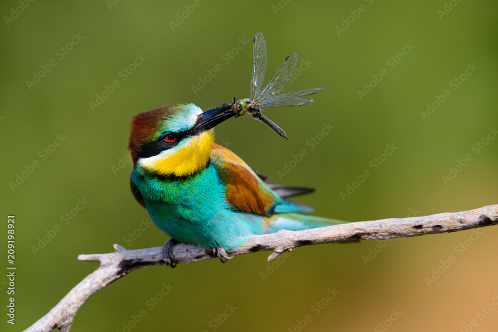 Obraz premium The European Bee-eaters, Merops apiaster is sitting and showing off on a nice branch, has some insect in its beak, during mating season, nice colorful background and soft golden light