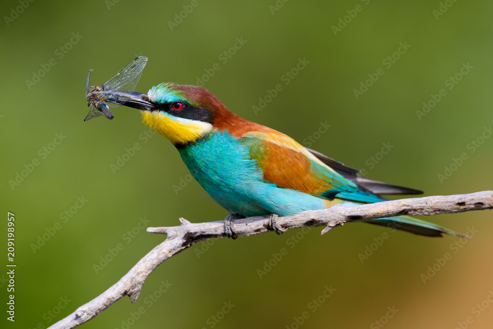 Obraz premium The European Bee-eaters, Merops apiaster is sitting and showing off on a nice branch, has some insect in its beak, during mating season, nice colorful background and soft golden light