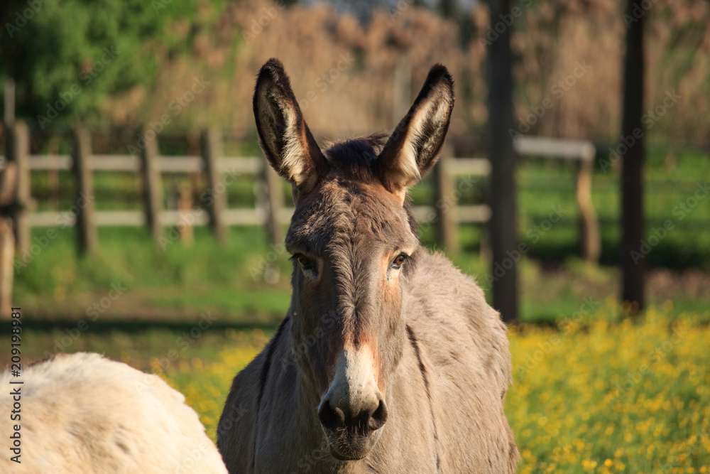 Donkey in the Garden On Sunset Donkey in the Garden On Sunset