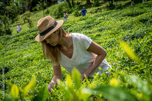 Blonde girl on the tea plantation