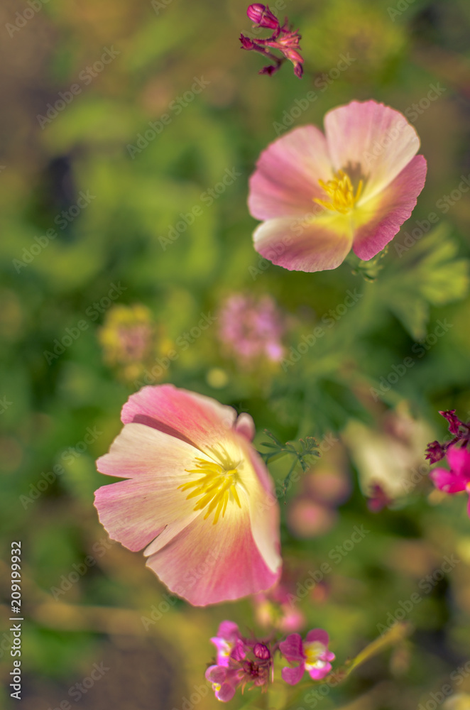 Yellow and rose eschscholzia on the meadow closeup Yellow and rose eschscholzia on the meadow closeup