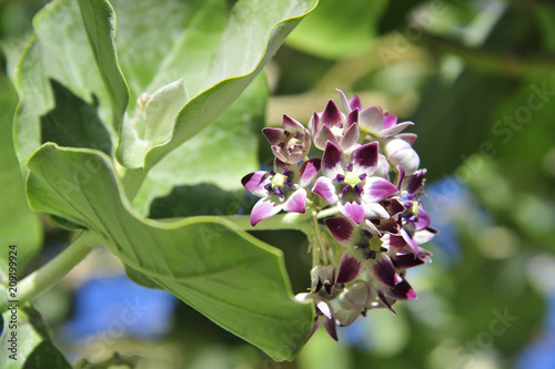 Sultanate of Oman,focus on the flower of the Calotropis procera plant photo