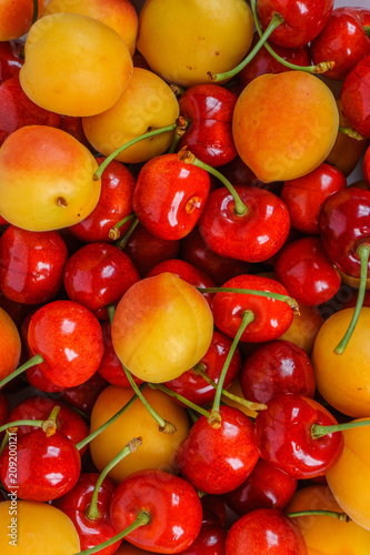 Lots of ripe fresh apricots and cherries for the background.