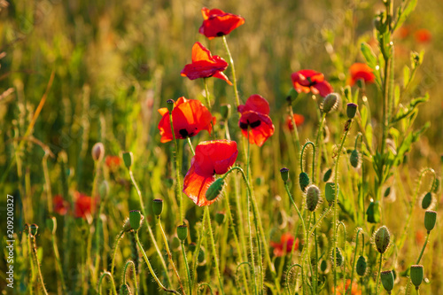 Fototapeta Naklejka Na Ścianę i Meble -  poppy flowers at sunset