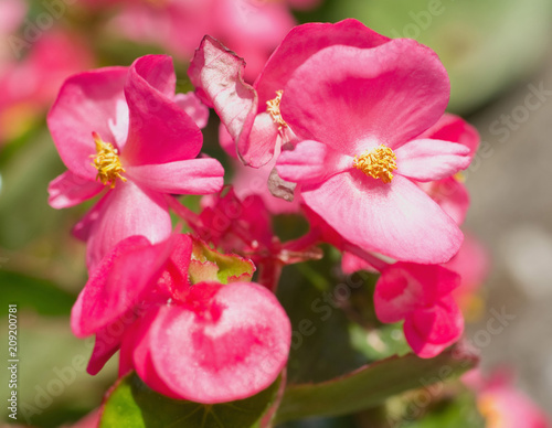 Blossoms of begonia semperflorens from close-up photo