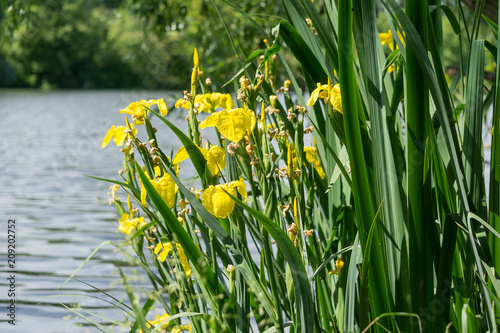 yellow marsh iris (iris pseudacorus), water-iris