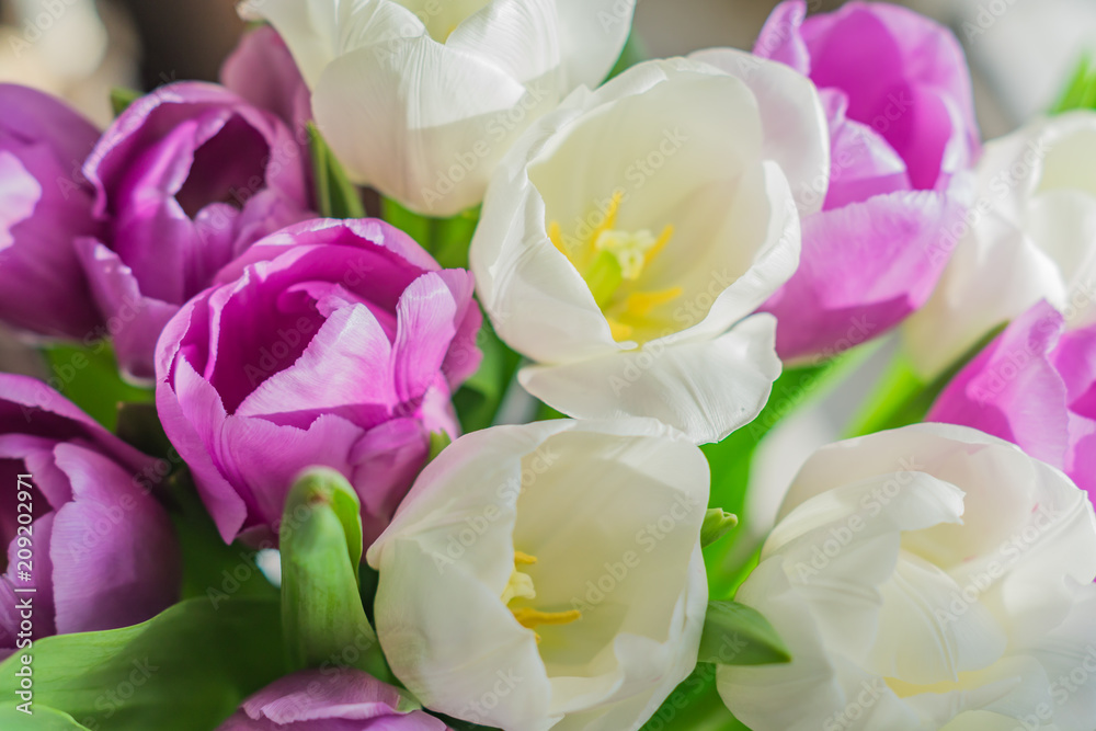 white and purple blooming tulips. floral background white and purple blooming tulips. floral background