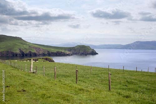 dingle peninsula and sheep on the wild atlantic way photo