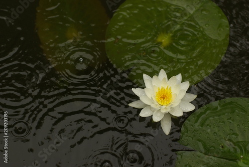 雨と睡蓮（water lily）