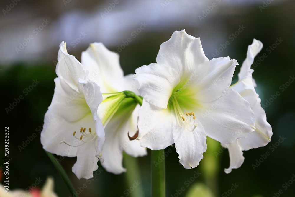 Beautiful flowers Beautiful flowers