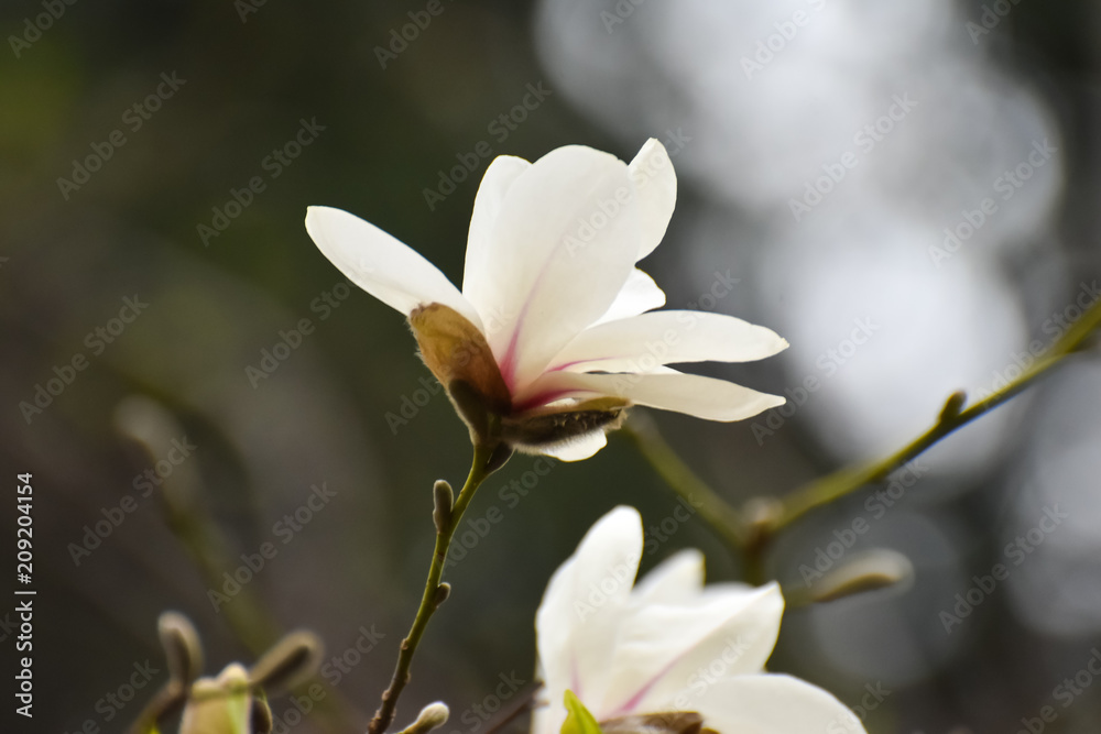 Blooming magnolia in the spring garden Blooming magnolia in the spring garden