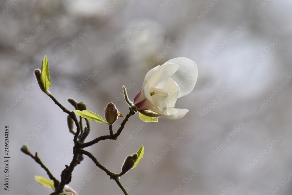 Blooming magnolia in the spring garden Blooming magnolia in the spring garden