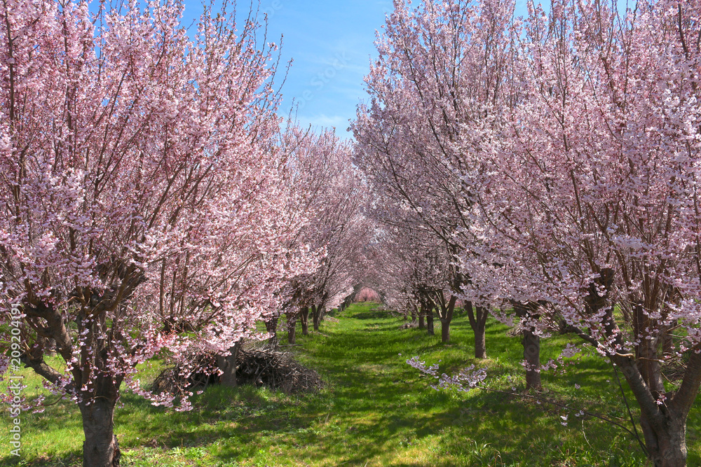 花木団地の桜(福島県・郡山市) 花木団地の桜(福島県・郡山市)