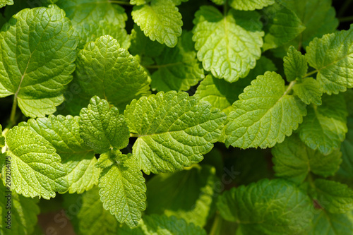 fresh young leaves of a melissa in the early spring