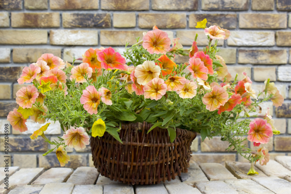 basket with petunias (Petunia hybrida) flowers