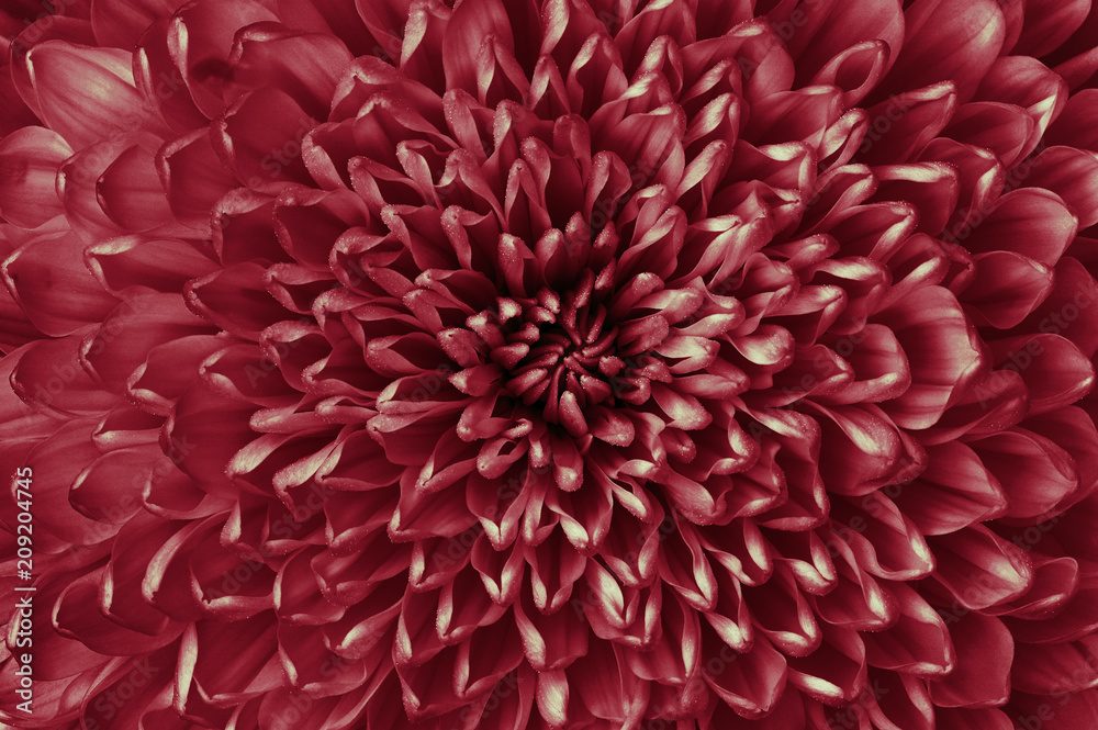 Chrysanthemum carmine flower closeup. Macro. It can be used in website design and printing. Also good for designers. Chrysanthemum carmine flower closeup. Macro. It can be used in website design and printing. Also good for designers.