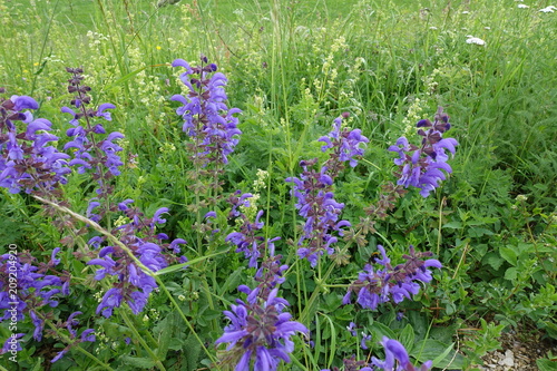 Wilder Salbei in Blumenwiese