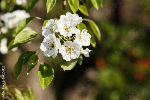 pear blossom on young branches