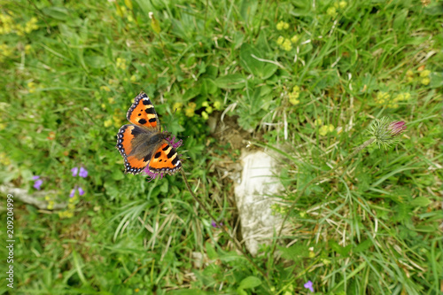 Schmetterling „Kleiner Fuchs" in Blumenwiese
