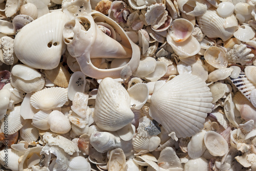 Beach Sea Shells 