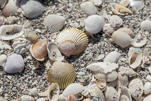 Beach Sea Shells 