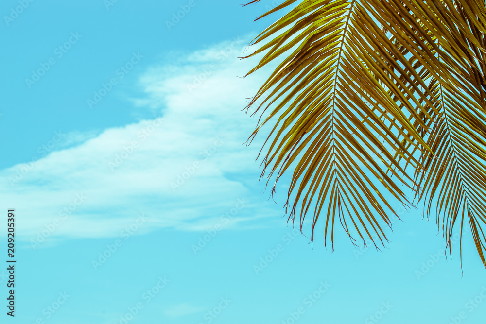 Fototapeta premium summer sky