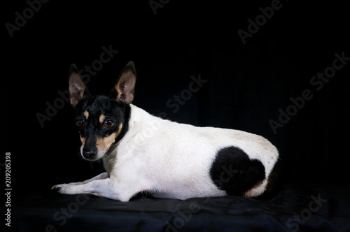 small black and white dog on black background