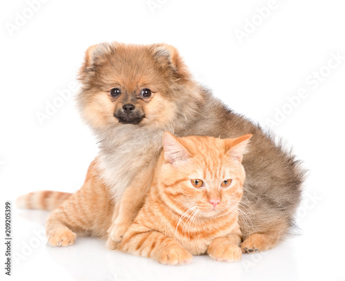 spitz puppy hugging a cat. isolated on white background