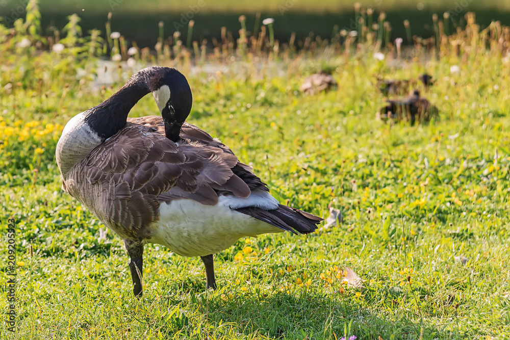 Naklejka premium Adult Goose in green grass. 