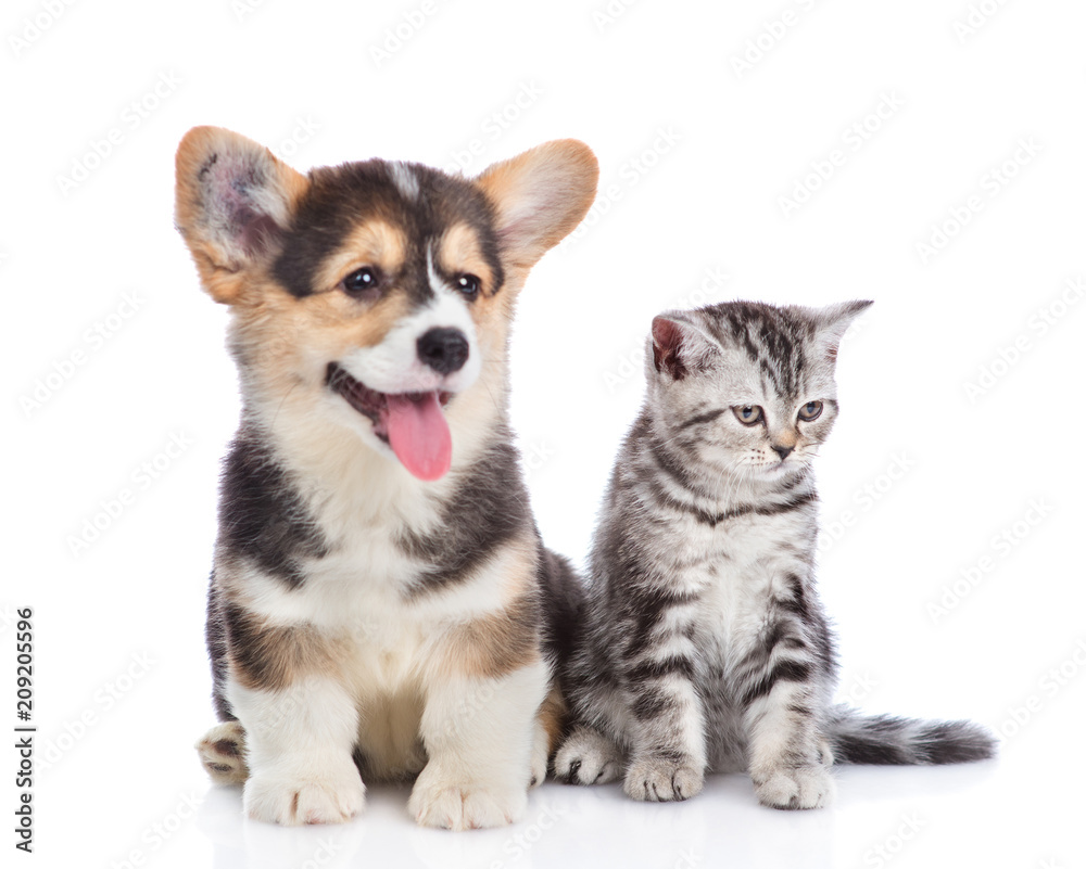 Happy corgi puppy sits with scottish tabby kitten. isolated on white background