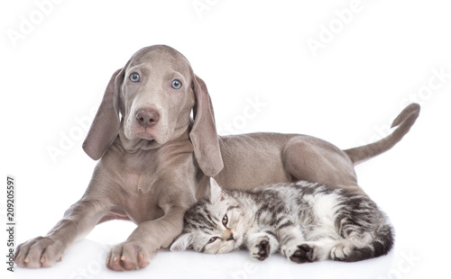 Weimaraner puppy lying with tabby kitten and looking at camera. isolated on white background