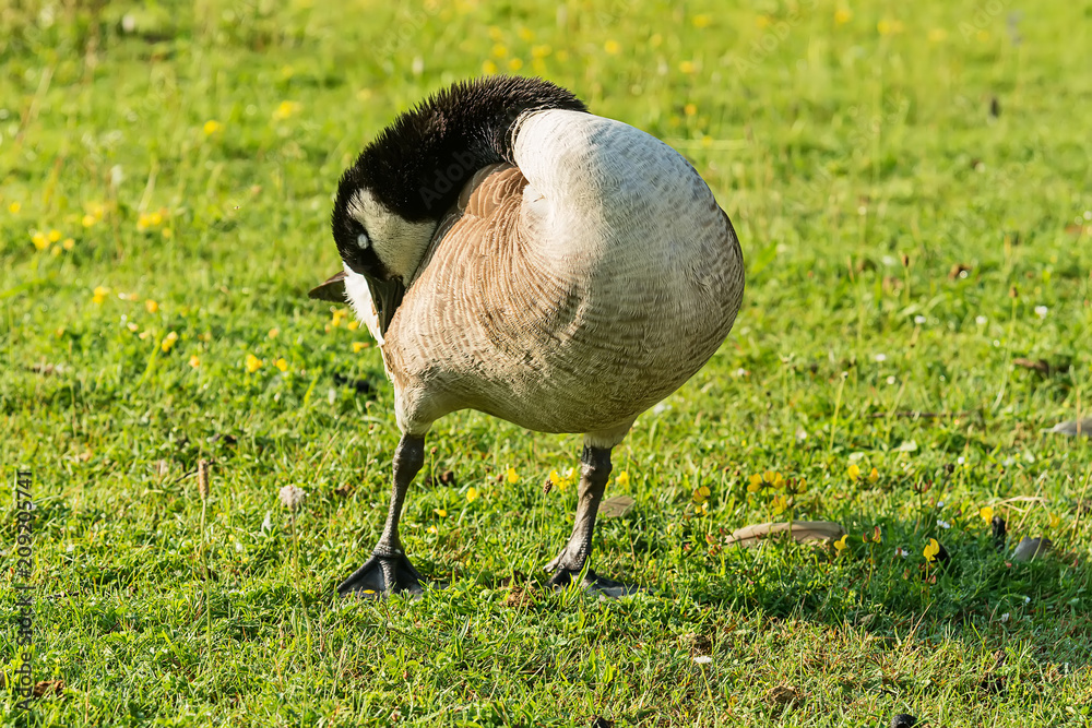 Naklejka premium Adult Goose in green grass. 