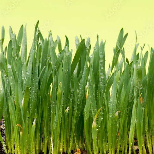 Detail of drops of water on the grass